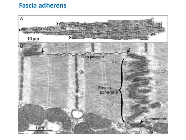 18 epithelium poonam 18 epithelium poonam