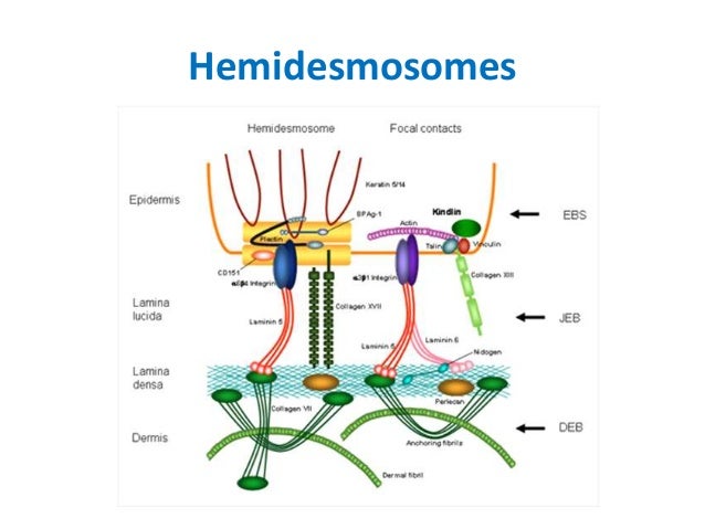 18 epithelium poonam 18 epithelium poonam