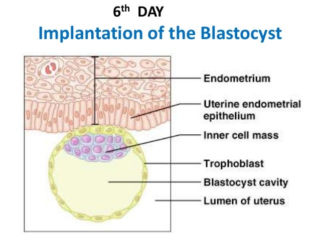 18 epithelium poonam 18 epithelium poonam