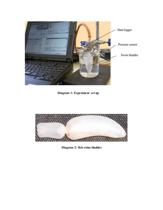 Diagram 1: Experiment set up
Diagram 2: fish swim bladder
 