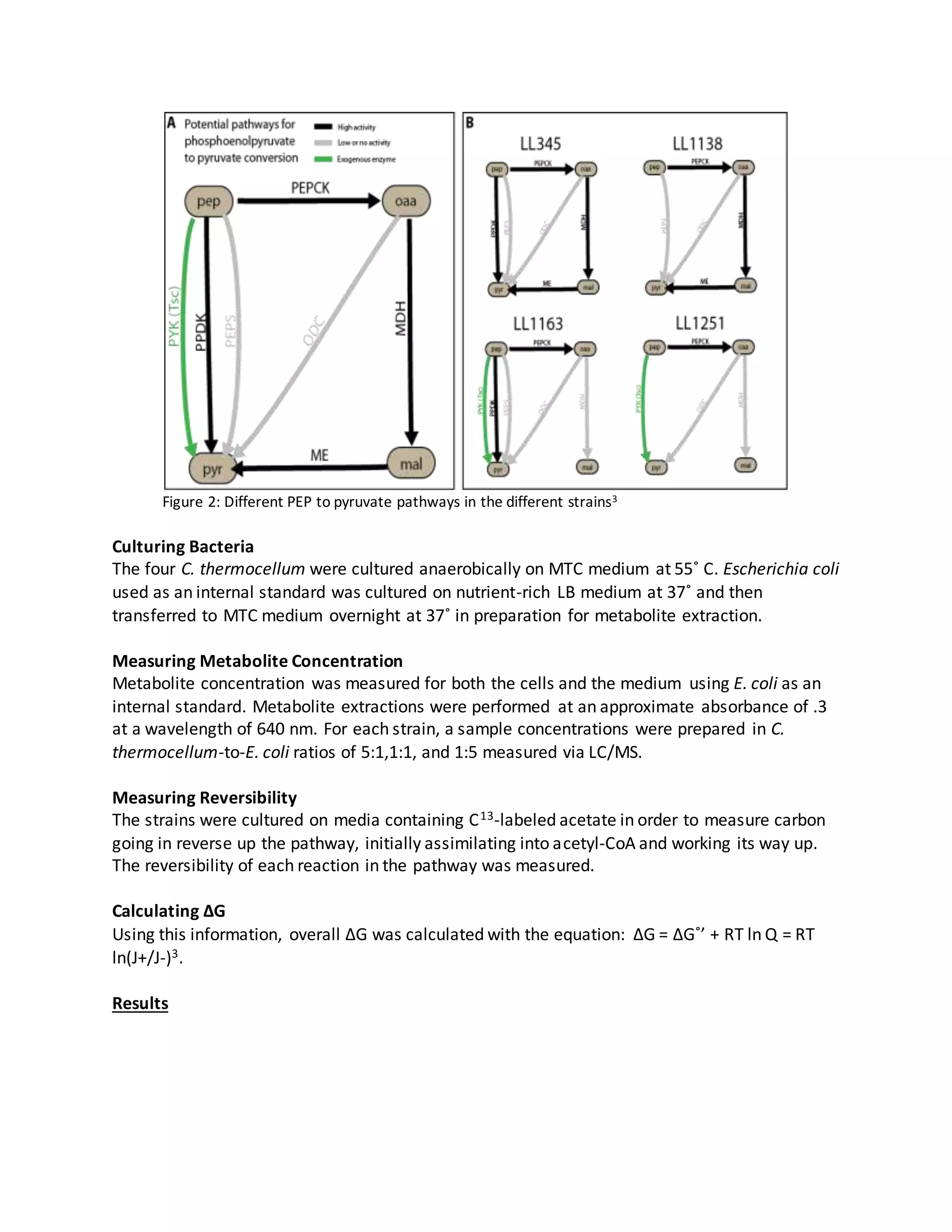 Figure 2: Different PEP to pyruvate pathways in the different strains3
Culturing Bacteria
The four C. thermocellum were cultured anaerobically on MTC medium at 55˚ C. Escherichia coli
used as an internal standard was cultured on nutrient-rich LB medium at 37˚ and then
transferred to MTC medium overnight at 37˚ in preparation for metabolite extraction.
Measuring Metabolite Concentration
Metabolite concentration was measured for both the cells and the medium using E. coli as an
internal standard. Metabolite extractions were performed at an approximate absorbance of .3
at a wavelength of 640 nm. For each strain, a sample concentrations were prepared in C.
thermocellum-to-E. coli ratios of 5:1,1:1, and 1:5 measured via LC/MS.
Measuring Reversibility
The strains were cultured on media containing C13-labeled acetate in order to measure carbon
going in reverse up the pathway, initially assimilating into acetyl-CoA and working its way up.
The reversibility of each reaction in the pathway was measured.
Calculating ∆G
Using this information, overall ∆G was calculated with the equation: ∆G = ∆G˚’ + RT ln Q = RT
ln(J+/J-)3.
Results
 