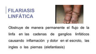 FILARIASIS
LINFÁTICA
Obstruye de manera permanente el flujo de la
linfa en las cadenas de ganglios linfáticos
causando inflamación y dolor en el escroto, las
ingles o las piernas (elefantiasis)
 