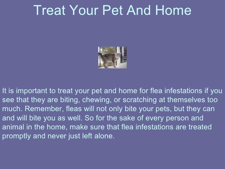 How To Treat Flea Allergy Dermatitis In Dogs At Home How To Treat Flea Allergy Dermatitis In Dogs At Home
