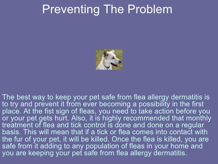 Flea Allergy Dermatitis Facts And Advice