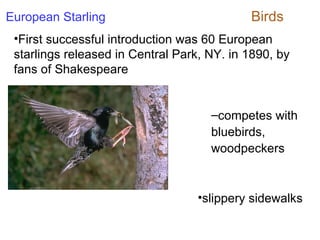 First successful introduction was 60 European starlings released in Central Park, NY. in 1890, by fans of Shakespeare  European Starling slippery sidewalks competes with bluebirds, woodpeckers Birds 