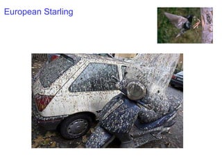 European Starling 