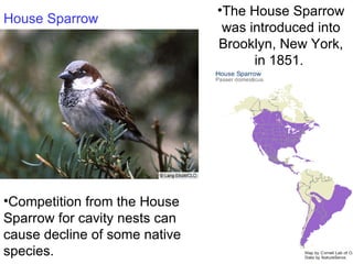 The House Sparrow was introduced into Brooklyn, New York, in 1851.  House Sparrow Competition from the House Sparrow for cavity nests can cause decline of some native species.  