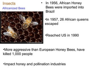 Insects Africanized Bees In 1956, African Honey Bees were imported into Brazil  In 1957, 26 African queens escaped Reached US in 1990 More aggressive than European Honey Bees, have killed 1,000 people Impact honey and pollination industries 