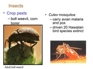 Insects Culex  mosquitos carry avian malaria and pox driven 20 Hawaiian bird species extinct Crop pests boll weevil, corn borer Adult boll weevil 