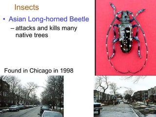 Insects Asian Long-horned Beetle attacks and kills many native trees Found in Chicago in 1998 
