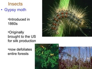 Gypsy moth Insects Introduced in 1860s Originally brought to the US for silk production now defoliates entire forests 