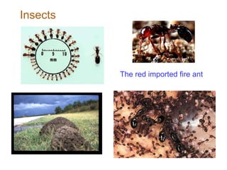 The red imported fire ant Insects 