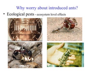Why worry about introduced ants? Ecological pests  - ecosystem level effects 
