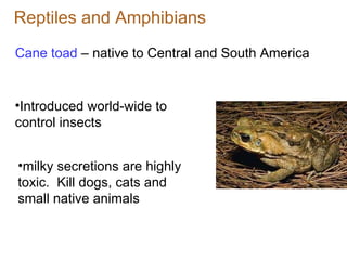 Reptiles and Amphibians Cane toad  – native to Central and South America milky secretions are highly toxic.  Kill dogs, cats and small native animals Introduced world-wide to control insects 