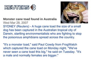 Monster cane toad found in Australia Wed Mar 28, 2007  SYDNEY (Reuters) - A huge cane toad the size of a small dog has been captured in the Australian tropical city of Darwin, startling environmentalists who are fighting to stop the poisonous amphibians spread across the country.  "It's a monster toad," said Paul Cowdy from FrogWatch which captured the cane toad on Monday night. "We've never seen a cane toad this big," he said on Tuesday. "It's a male and normally females are bigger."  