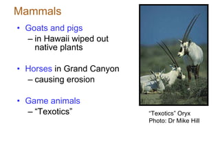 Mammals Goats and pigs in Hawaii wiped out native plants Horses  in Grand Canyon causing erosion Game animals “ Texotics” “ Texotics” Oryx  Photo: Dr Mike Hill 