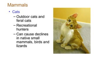 Mammals Cats Outdoor cats and feral cats Recreational hunters Can cause declines in native small mammals, birds and lizards  