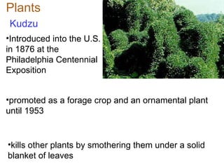 Plants Kudzu kills other plants by smothering them under a solid blanket of leaves  Introduced into the U.S. in 1876 at the Philadelphia Centennial Exposition promoted as a forage crop and an ornamental plant until 1953 