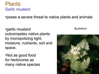 Plants Garlic mustard Buckthorn garlic mustard outcompetes native plants by monopolizing light, moisture, nutrients, soil and space.  Not as good food for herbivores as many native species poses a severe threat to native plants and animals  