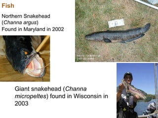 Northern Snakehead ( Channa argus ) Found in Maryland in 2002 Giant snakehead ( Channa micropeltes ) found in Wisconsin in 2003 Fish 