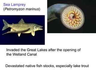 Sea Lamprey  ( Petromyzon marinus )  Invaded the Great Lakes after the opening of the Welland Canal Devastated native fish stocks, especially lake trout 