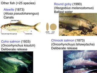 Other fish (>25 species) Alewife  (1873) ( Alosa pseudoharengus ) Canals Coho salmon  (1933) ( Oncorhynchus kisutch ) Deliberate release Round goby  (1990) ( Neogobius melanostomus ) Ballast water Chinook salmon  (1873) ( Oncorhynchuys tshawytscha ) Deliberate release 