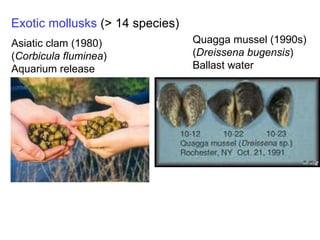 Exotic mollusks  (> 14 species) Asiatic clam (1980) ( Corbicula fluminea ) Aquarium release Quagga mussel (1990s) ( Dreissena bugensis ) Ballast water 