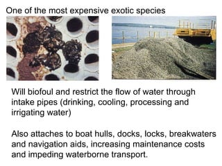 Also attaches to boat hulls, docks, locks, breakwaters and navigation aids, increasing maintenance costs and impeding waterborne transport. One of the most expensive exotic species Will biofoul and restrict the flow of water through intake pipes (drinking, cooling, processing and irrigating water) 