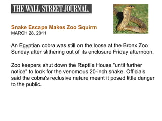 Snake Escape Makes Zoo Squirm MARCH 28, 2011 An Egyptian cobra was still on the loose at the Bronx Zoo Sunday after slithering out of its enclosure Friday afternoon. Zoo keepers shut down the Reptile House "until further notice" to look for the venomous 20-inch snake. Officials said the cobra's reclusive nature meant it posed little danger to the public. 