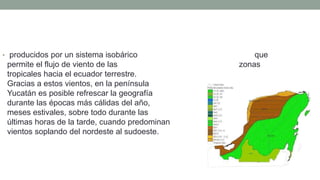 • producidos por un sistema isobárico que
permite el flujo de viento de las zonas
tropicales hacia el ecuador terrestre.
Gracias a estos vientos, en la península de
Yucatán es posible refrescar la geografía
durante las épocas más cálidas del año, los
meses estivales, sobre todo durante las
últimas horas de la tarde, cuando predominan tales
vientos soplando del nordeste al sudoeste.
 