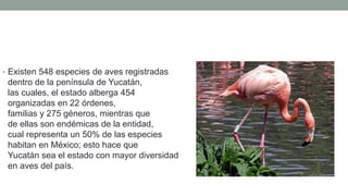 • Existen 548 especies de aves registradas
dentro de la península de Yucatán, de
las cuales, el estado alberga 454 especies
organizadas en 22 órdenes, 68
familias y 275 géneros, mientras que 17
de ellas son endémicas de la entidad, lo
cual representa un 50% de las especies que
habitan en México; esto hace que
Yucatán sea el estado con mayor diversidad
en aves del país.
 