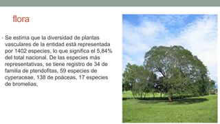 flora
• Se estima que la diversidad de plantas
vasculares de la entidad está representada
por 1402 especies, lo que significa el 5,84%
del total nacional. De las especies más
representativas, se tiene registro de 34 de la
familia de pteridofitas, 59 especies de
cyperaceae, 138 de poáceas, 17 especies
de bromelias,
 