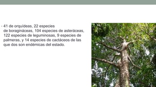 • 41 de orquídeas, 22 especies
de boragináceas, 104 especies de asteráceas,
122 especies de leguminosas, 9 especies de
palmeras, y 14 especies de cactáceos de las
que dos son endémicas del estado.
 