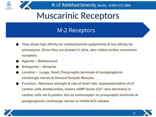 Muscarinic Receptors
10
M-2 Receptors
● They show high affinity for methoctramine (polyamine) & low affinity for
pirenzepine. Since they are present in atria, also called cardiac muscarinic
receptors.
● Agonist :- Bethanechol
● Antagonist :- Atropine
● Location :- Lungs, Heart, Presynaptic terminals of postganglionic
cholinergic nerves & Visceral Smooth Muscles.
● Function:- Decrease strength & rate of heart rate, hyperpolarization of of
cardiac cells (bradycardia), lowers cAMP levels (Ca2+
also decrease) in
cardiac cells via Gi protein, Act as autoreceptor on presynaptic terminals of
postganglionic cholinergic nerves to inhibit ACh release.
 