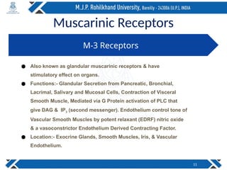 Muscarinic Receptors
11
M-3 Receptors
● Also known as glandular muscarinic receptors & have
stimulatory effect on organs.
● Functions:- Glandular Secretion from Pancreatic, Bronchial,
Lacrimal, Salivary and Mucosal Cells, Contraction of Visceral
Smooth Muscle, Mediated via G Protein activation of PLC that
give DAG & IP3 (second messenger). Endothelium control tone of
Vascular Smooth Muscles by potent relaxant (EDRF) nitric oxide
& a vasoconstrictor Endothelium Derived Contracting Factor.
● Location:- Exocrine Glands, Smooth Muscles, Iris, & Vascular
Endothelium.
 