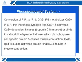 Conversion of PIP2 to IP3 & DAG, IP3 metabolizes Ca2+
in E.R. this increases cytosolic free Ca2+ & activates
Ca2+ dependent kinases (troponin C in muscle) or binds
to calmodulin-dependent kinase, which phosphorylase
cell specific protein & causes muscle contraction. DAG,
lipid-like, also activates protein kinaseC & results in
muscle contraction.
Phosphoinositol System :-
 