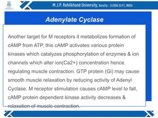 Another target for M receptors it metabolizes formation of
cAMP from ATP, this cAMP activates various protein
kinases which catalyzes phosphorylation of enzymes & ion
channels which alter ion(Ca2+) concentration hence
regulating muscle contraction. GTP protein (Gi) may cause
smooth muscle relaxation by reducing activity of Adenyl
Cyclase. M receptor stimulation causes cAMP level to fall,
cAMP protein dependent kinase activity decreases &
relaxation of muscle contraction.
Adenylate Cyclase
 