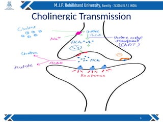 Cholinergic Transmission
6
 