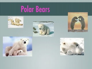 Polar Bears
 