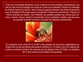 C'est une incroyable épidémie, d'une violence et d'une ampleur faramineuse, qui est en train de se propager de ruche en ruche sur la planète. Partie d'un élevage de Floride l'automne dernier, elle a d'abord gagné la plupart des Etats américains, puis le Canada et l'Europe jusqu'à contaminer Taiwan en avril dernier. Partout, le même scénario se répète : par milliards, les abeilles quittent les ruches pour ne plus y revenir. Aucun cadavre à proximité. Aucun prédateur visible, pas plus que de squatter pourtant prompt à occuper les habitats abandonnés. En quelques mois, entre 60 % et 90 % des abeilles se sont ainsi volatilisées aux Etats-Unis où les dernières estimations chiffrent à 1,5 million (sur 2,4 millions de ruches au total) le nombre de colonies qui ont disparu dans 27 Etats. Au Québec, 40 % des ruches sont portées manquantes. 
