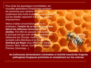 Pour éviter les épandages incontrôlables, les nouvelles générations d'insecticides enrobent les semences pour pénétrer de façon systémique dans toute la plante,  jusqu'au pollen que les abeilles rapportent à la ruche, qu'elles empoisonnent.  Même à faible concentration, affirme le professeur,  l'emploi de ce type de pesticides détruit les défenses immunitaires des abeilles . Par effet de cascade, intoxiquées par le principal principe actif utilisé - l'imidaclopride (dédouané par l'Europe, mais largement contesté outre-Atlantique et en France, il est  distribué par Bayer  sous différentes marques : Gaucho, Merit, Admire, Confidore, Hachikusan, Premise, Advantage...). les butineuses deviendraient vulnérables à l'activité insecticide d'agents pathogènes fongiques pulvérisés en complément sur les cultures. 