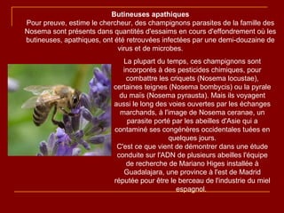 La plupart du temps, ces champignons sont incorporés à des pesticides chimiques, pour combattre les criquets (Nosema locustae), certaines teignes (Nosema bombycis) ou la pyrale du maïs (Nosema pyrausta). Mais ils voyagent aussi le long des voies ouvertes par les échanges marchands, à l'image de Nosema ceranae, un parasite porté par les abeilles d'Asie qui a contaminé ses congénères occidentales tuées en quelques jours. C'est ce que vient de démontrer dans une étude conduite sur l'ADN de plusieurs abeilles l'équipe de recherche de Mariano Higes installée à Guadalajara, une province à l'est de Madrid réputée pour être le berceau de l'industrie du miel espagnol .  Butineuses apathiques Pour preuve, estime le chercheur, des champignons parasites de la famille des Nosema sont présents dans quantités d'essaims en cours d'effondrement où les butineuses, apathiques, ont été retrouvées infectées par une demi-douzaine de virus et de microbes. 
