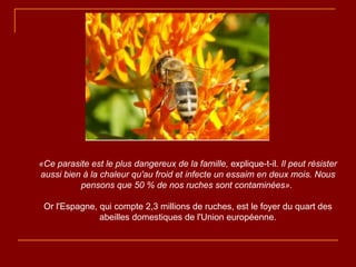 «Ce parasite est le plus dangereux de la famille,  explique-t-il . Il peut résister aussi bien à la chaleur qu'au froid et infecte un essaim en deux mois. Nous pensons que 50 % de nos ruches sont contaminées».   Or l'Espagne, qui compte 2,3 millions de ruches, est le foyer du quart des abeilles domestiques de l'Union européenne. 