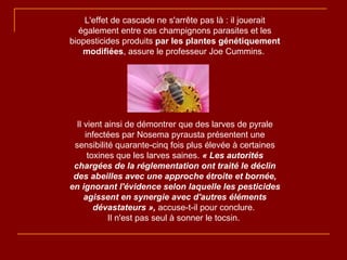 L'effet de cascade ne s'arrête pas là : il jouerait également entre ces champignons parasites et les biopesticides produits  par les plantes génétiquement modifiées , assure le professeur Joe Cummins.  Il vient ainsi de démontrer que des larves de pyrale infectées par Nosema pyrausta présentent une sensibilité quarante-cinq fois plus élevée à certaines toxines que les larves saines.  « Les autorités chargées de la réglementation ont traité le déclin des abeilles avec une approche étroite et bornée, en ignorant l'évidence selon laquelle les pesticides agissent en synergie avec d'autres éléments dévastateurs »,   accuse-t-il pour conclure.  Il n'est pas seul à sonner le tocsin.  