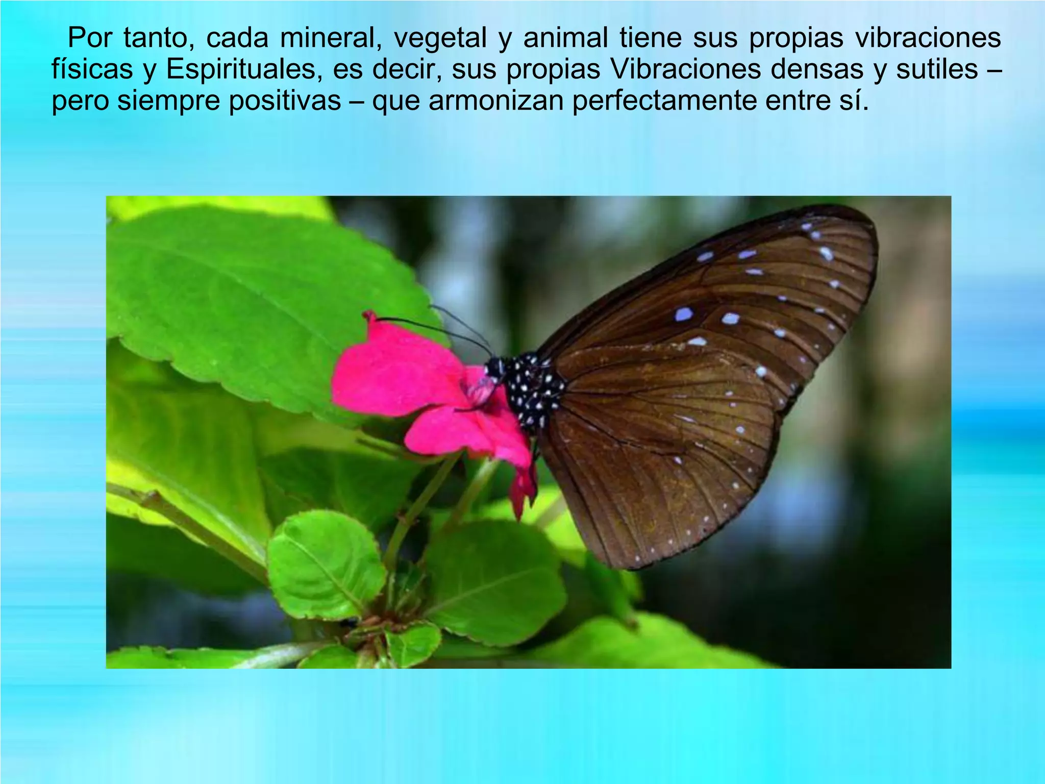 Por tanto, cada mineral, vegetal y animal tiene sus propias vibraciones
físicas y Espirituales, es decir, sus propias Vibraciones densas y sutiles –
pero siempre positivas – que armonizan perfectamente entre sí.
 