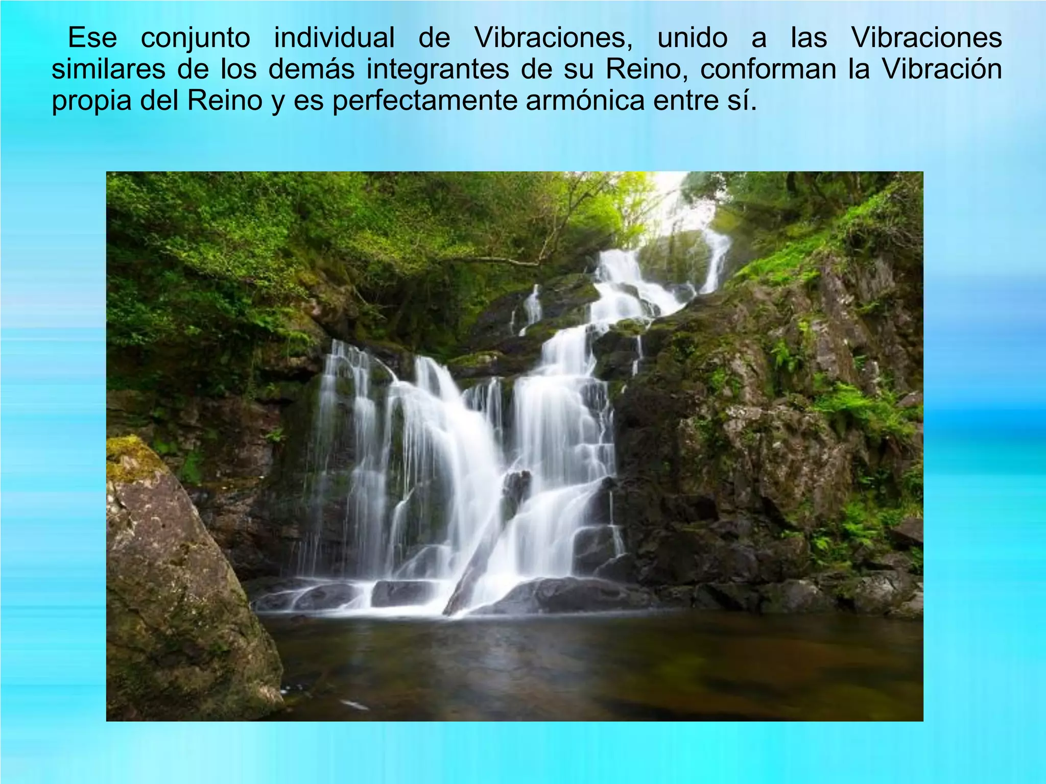 Ese conjunto individual de Vibraciones, unido a las Vibraciones
similares de los demás integrantes de su Reino, conforman la Vibración
propia del Reino y es perfectamente armónica entre sí.
 