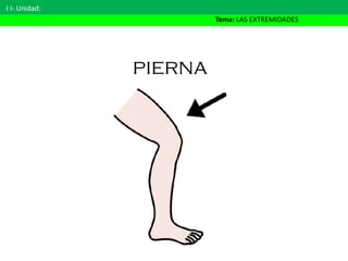 I I- Unidad:
Tema: LAS EXTREMIDADES
 