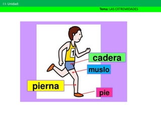 I I- Unidad:
Tema: LAS EXTREMIDADES
 
