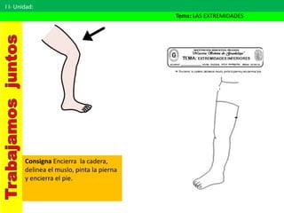 I I- Unidad:
Tema: LAS EXTREMIDADES
Consigna Encierra la cadera,
delinea el muslo, pinta la pierna
y encierra el pie.
 