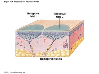 © 2012 Pearson Education, Inc.
Figure 18.1 Receptors and Receptive Fields
Receptive fields
Receptive
field 1
Receptive
field 2
 